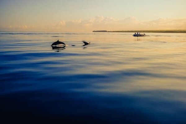 Quels sont les meilleurs spots pour l'observation des dauphins en Nouvelle-Zélande ?